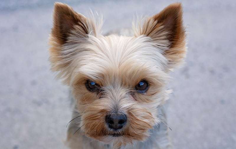 Yorkie Barking: Solutions for Excessive Vocalization