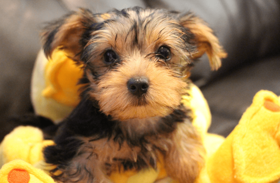 Yorkie Bichon Mix: Essential Breed Information