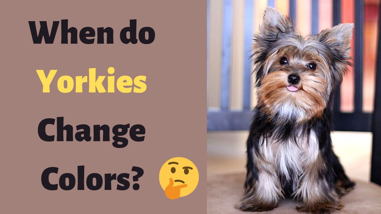 Yorkie Colors: Understanding All Coat Variations