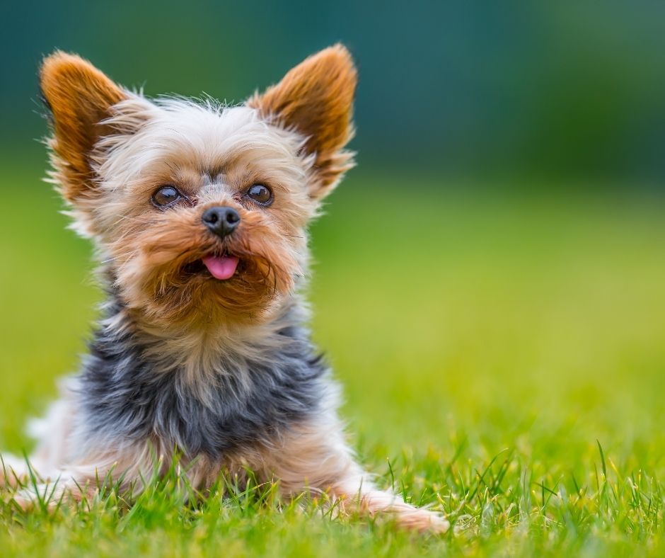 Yorkie Eye Gunk: Causes and Treatment Guide