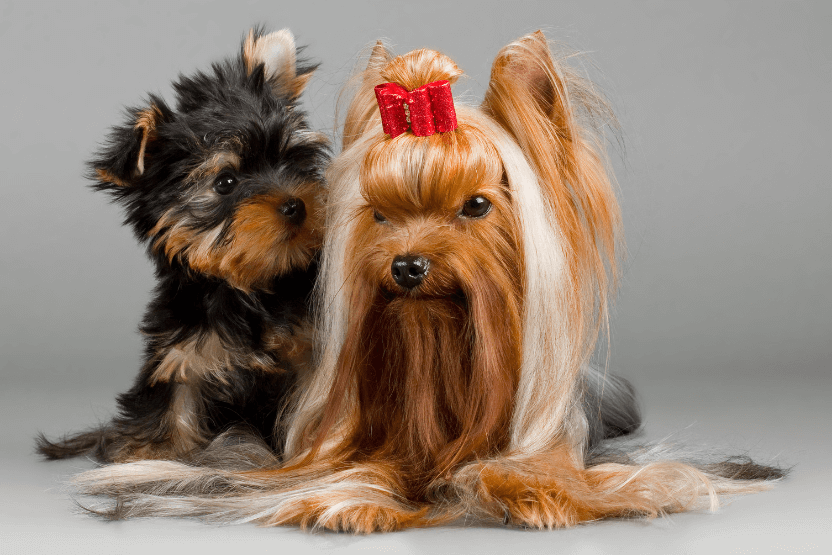 Yorkie Facts: Essential Things to Know