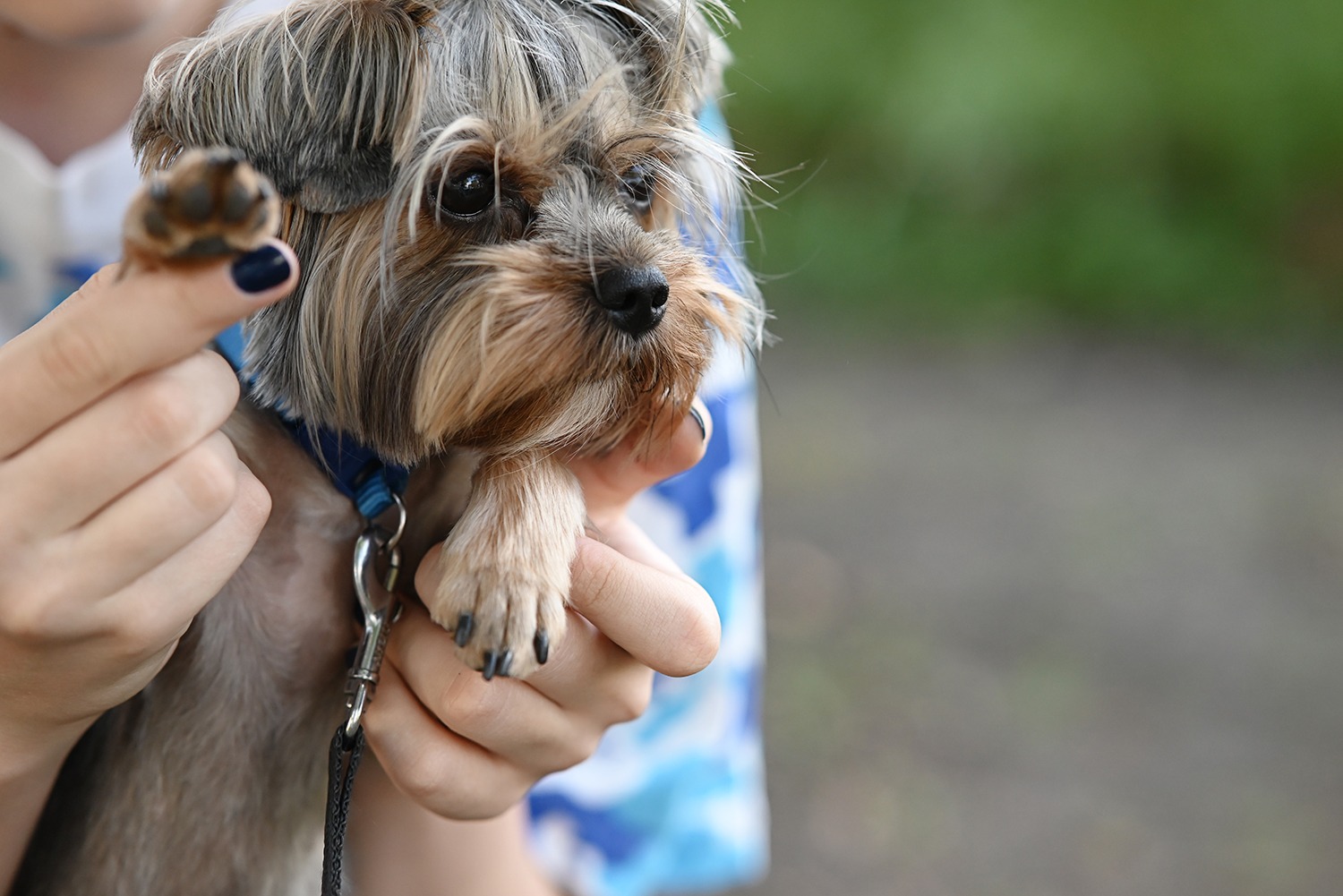 Yorkie Grooming: Essential Tips for a Beautiful Coat