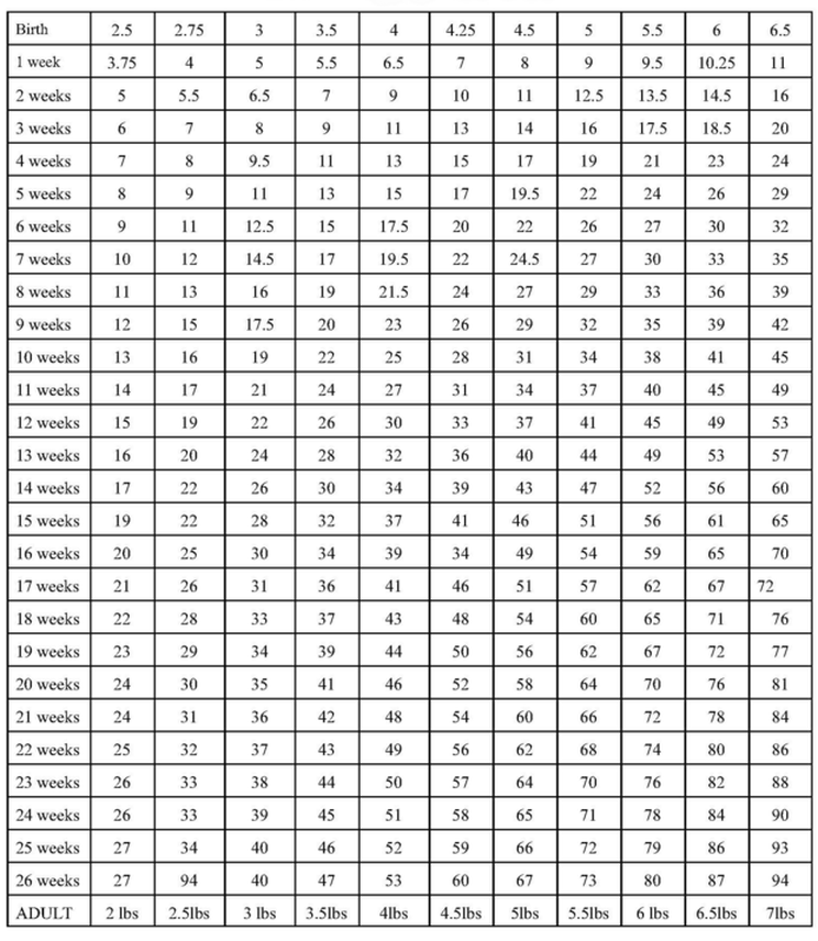 Yorkie Growth Chart: Size Development Through All Stages