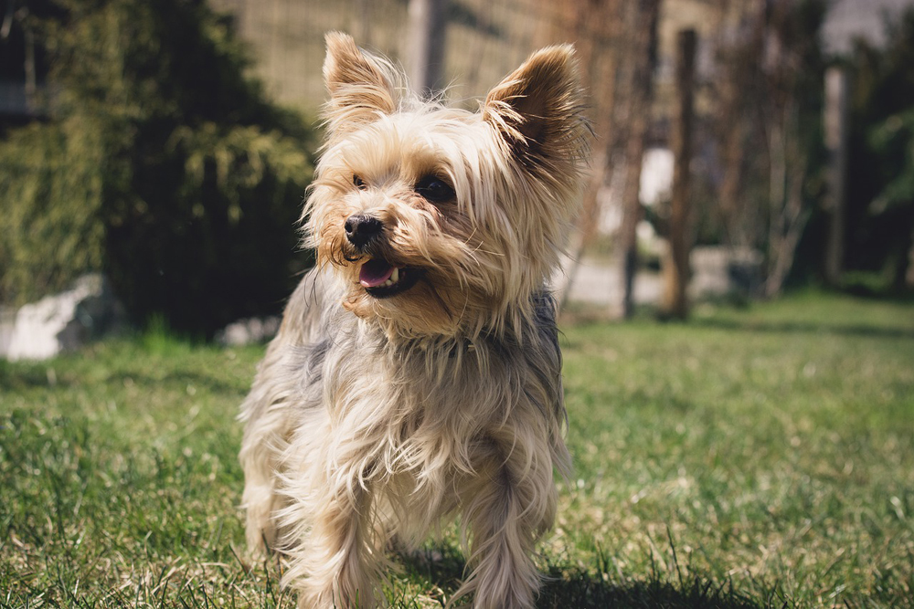 Yorkie Keeps Coughing: Causes and Solutions