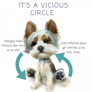 Yorkie Keeps Licking Paws: Causes & Treatment