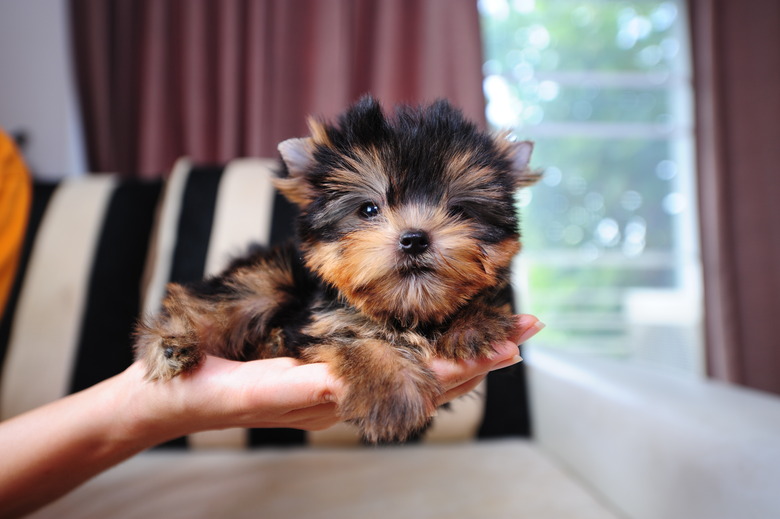 Yorkie Lifespan: Understanding Your Pet's Life Expectancy