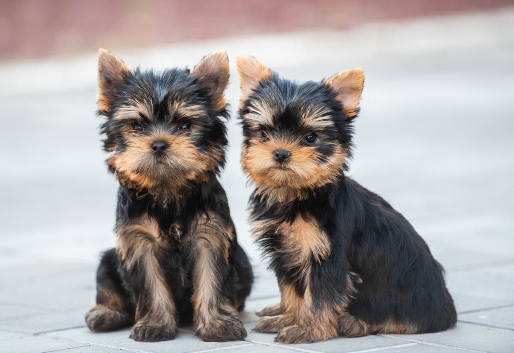 Yorkie Not Eating: Causes and Solutions