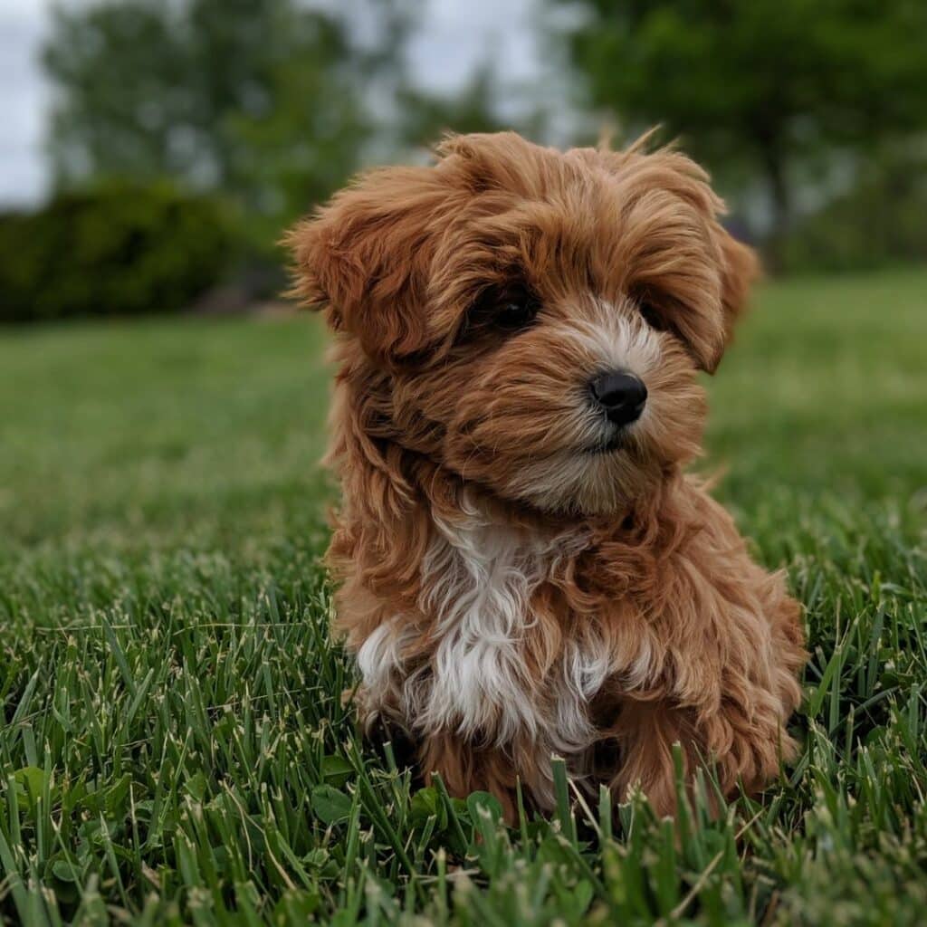 Yorkie Shedding: Facts About Their Coat Care