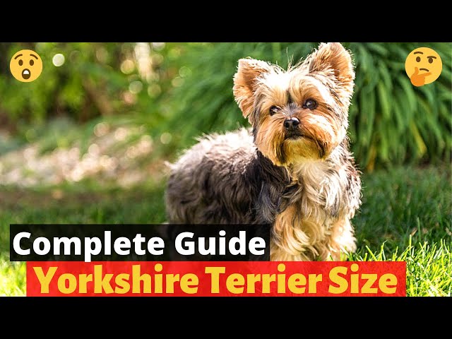 Yorkie Size Chart: Understanding Growth Standards