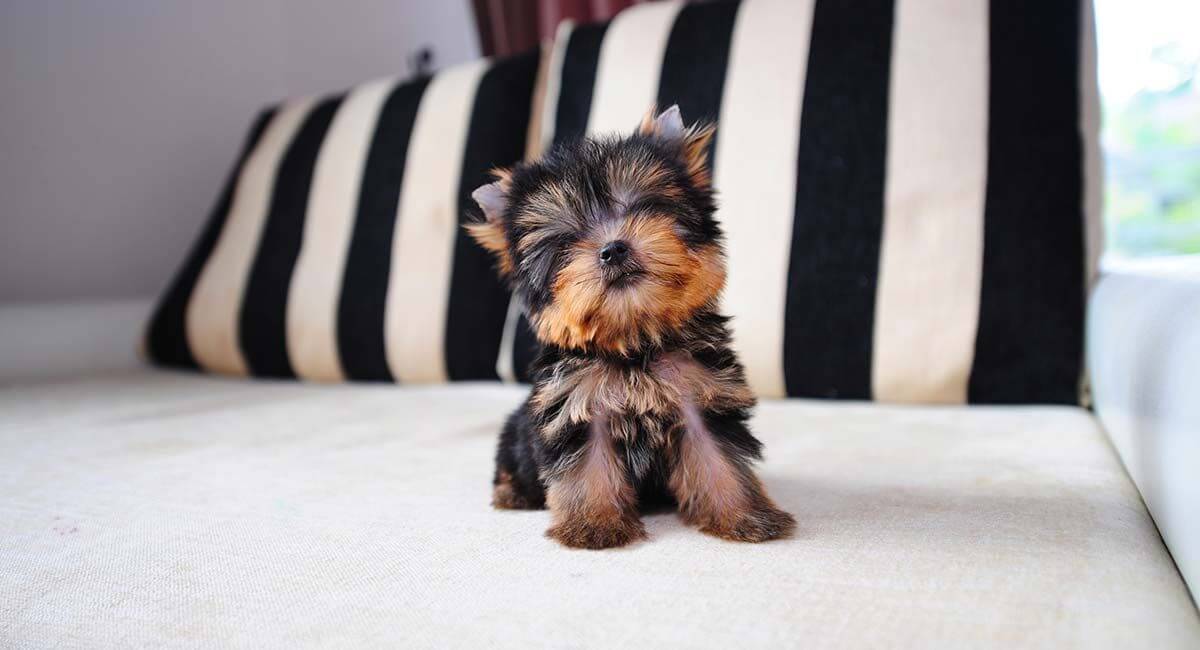 Yorkie Temperament: Understanding Their Personality