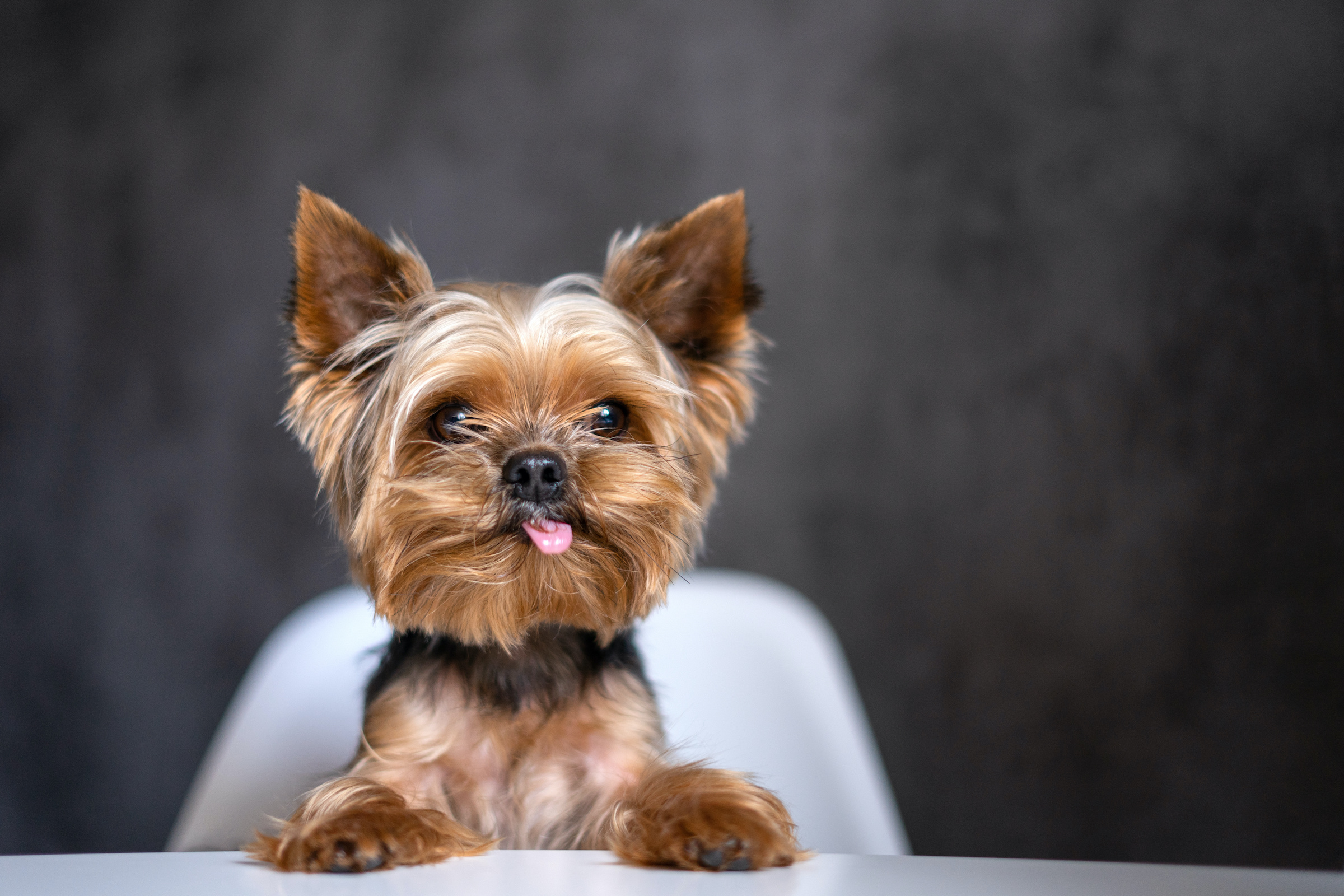 Yorkie Weight: Healthy Range Guidelines